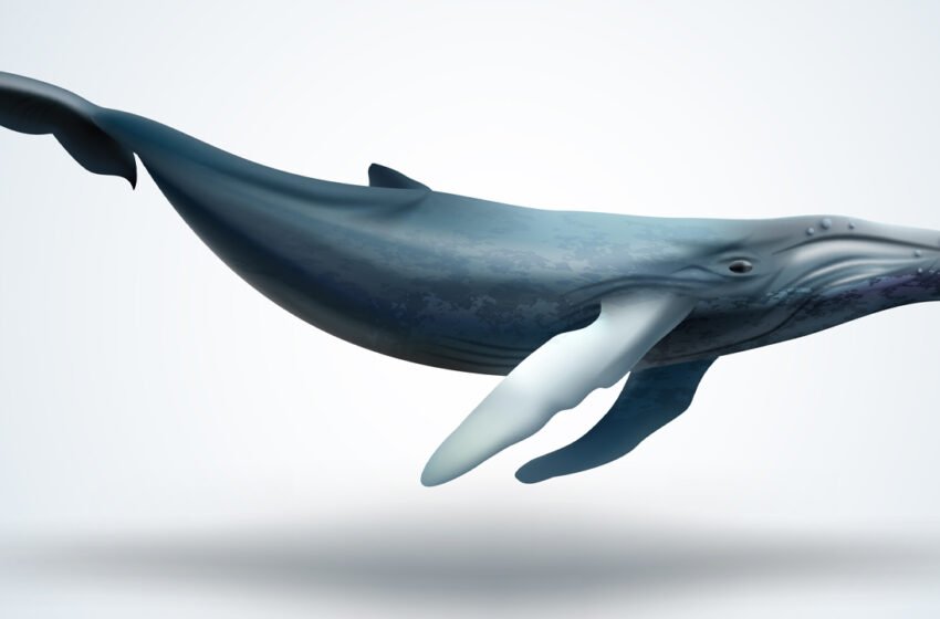  This Week XRP Whales Moved Millions of Tokens to Exchanges and Unknown Wallets – Altcoins Bitcoin News