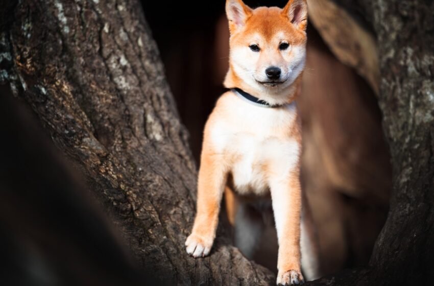  FLOKI, DOGE and SHIB price soars after Musk tweeted photo of his dog