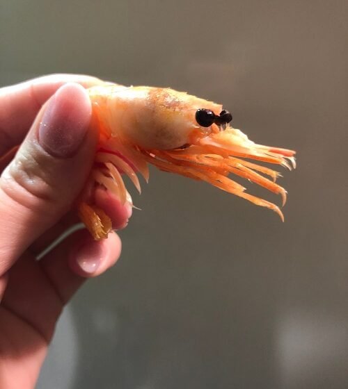  Bitcoin “shrimp” addresses hit 43.2 million