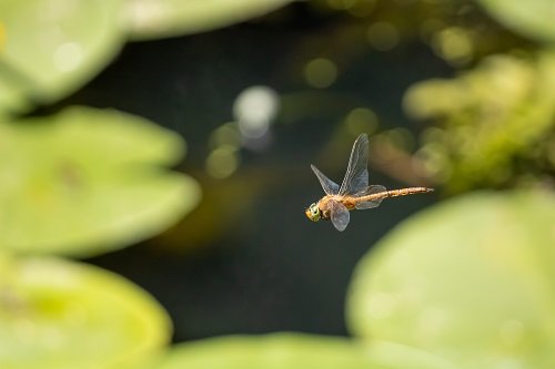  BGB price ticks up after Dragonfly invests $10M in Bitget