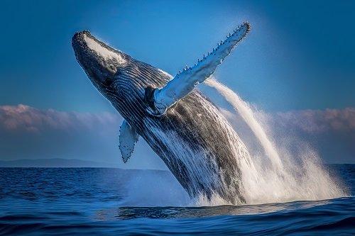  RPL whales signaled local top