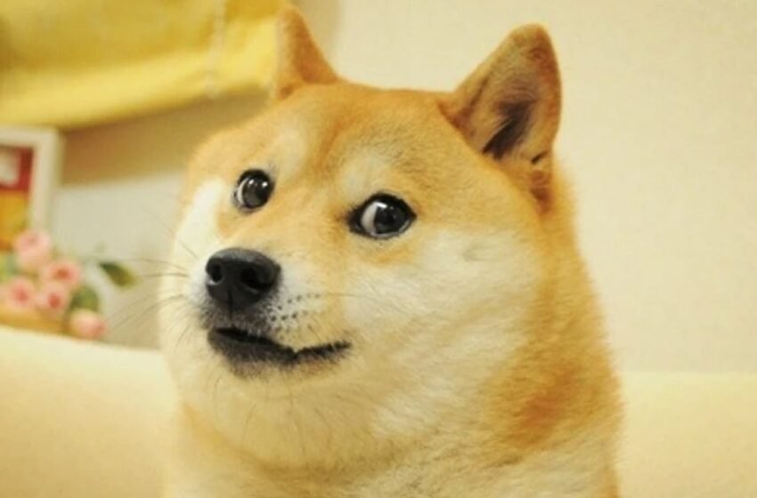  Twitter Changes Bird Logo to Picture of Doge, Dogecoin Price Surges 23% After the Change – Bitcoin News