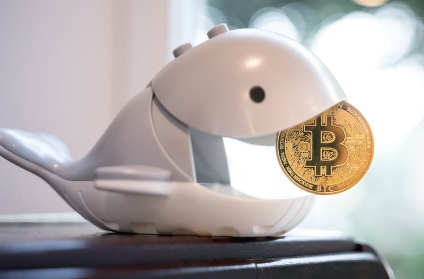  Bitcoin Whale Transfers $13 Million Worth of Dormant Coins Dating Back to 2012 and 2013 – Bitcoin News