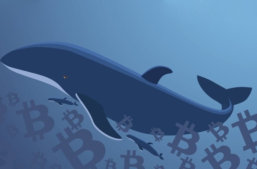  Dormant Bitcoin Wallet Linked to Mt Gox Saga Moves $60 Million for the First Time Since 2013 – Bitcoin News