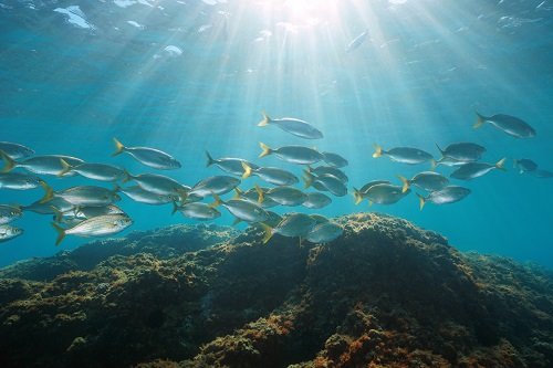  Bitcoin shrimps to fish added 254% of mined BTC last month