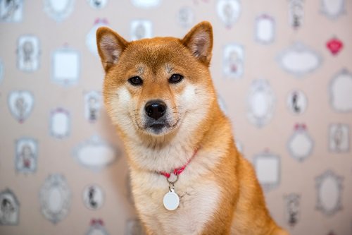  Shiba Memu’s presale and SEC’s latest Bitcoin ETF news