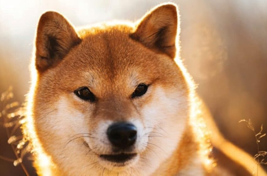  Elon Musk Opens Door to Dogecoin Payments for Tesla Vehicles