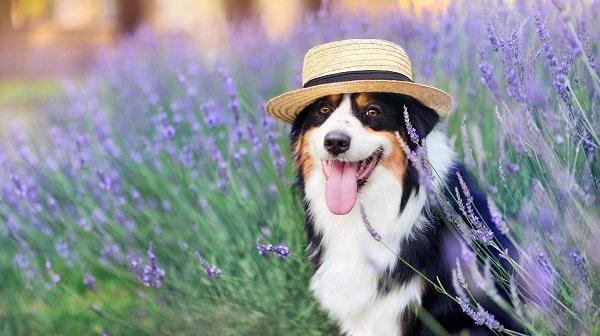  Dogwifhat (WIF) price forecast amid pullback as Algotech’s ALGT token presale nears $4M