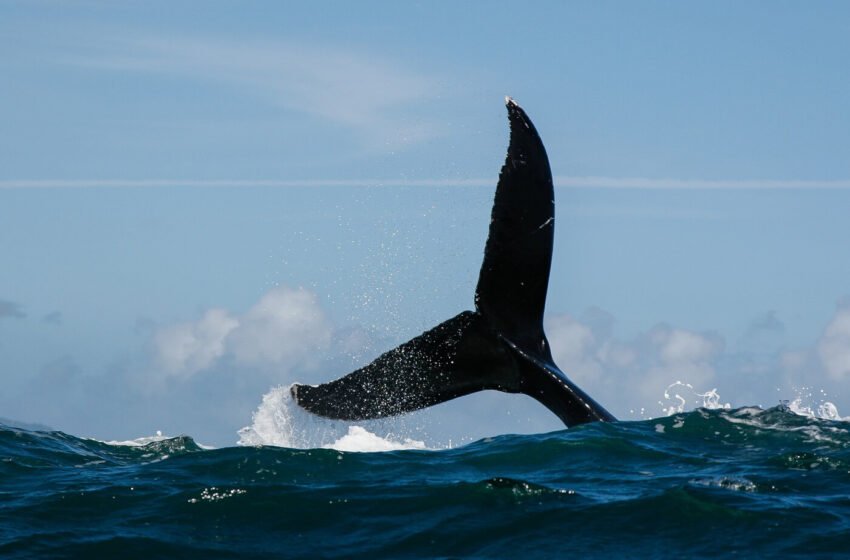  Dogwifhat and Popcat sell-off as whale dumps tokens