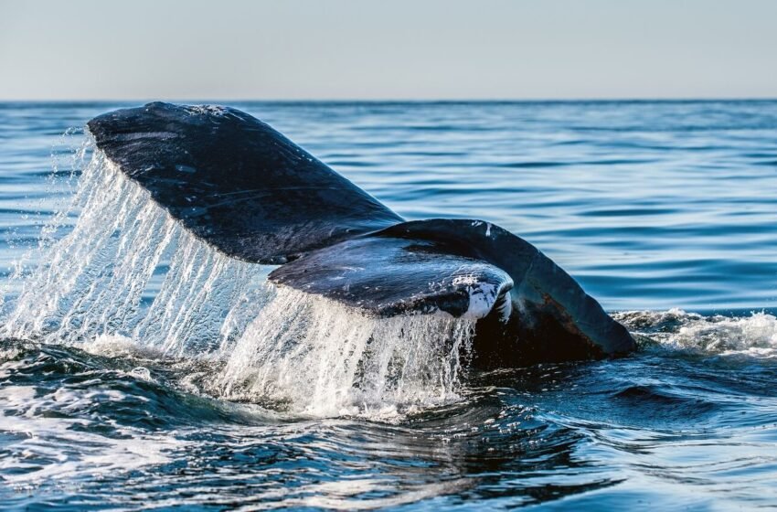  Curve DAO price soars amid fresh whale accumulation