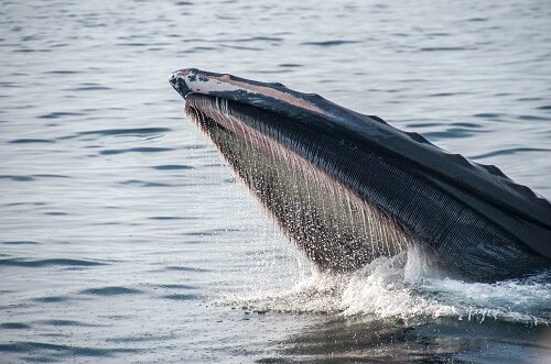  PENDLE price outlook as whale deposits tokens on Binance