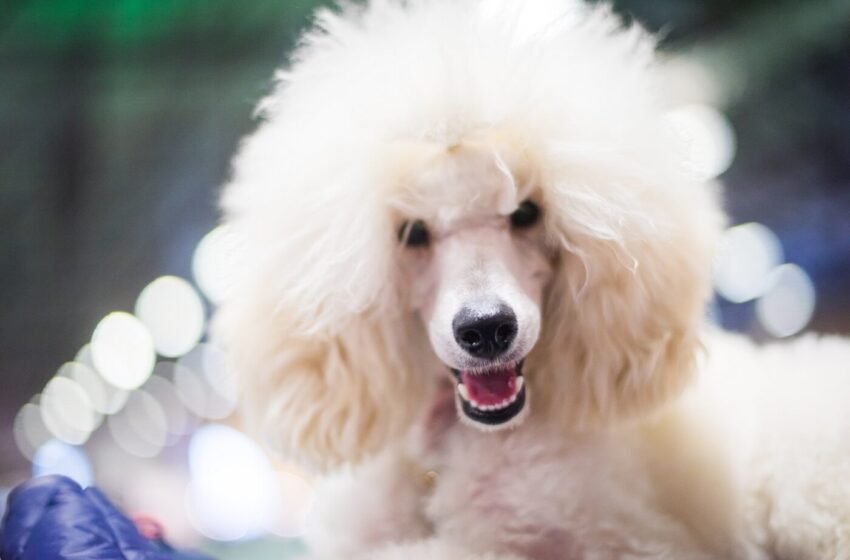  Dogecoin targets recovery as investors choose Poodlana