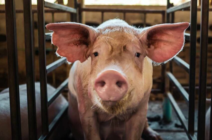  FBI Seizes $2.5M in Crypto From Thailand-Based Pig Butchering Scam Targeting Americans