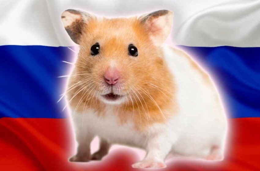 87% of Russians Aware of Cryptocurrency, 42% Familiar With Hamster Kombat, Survey Shows