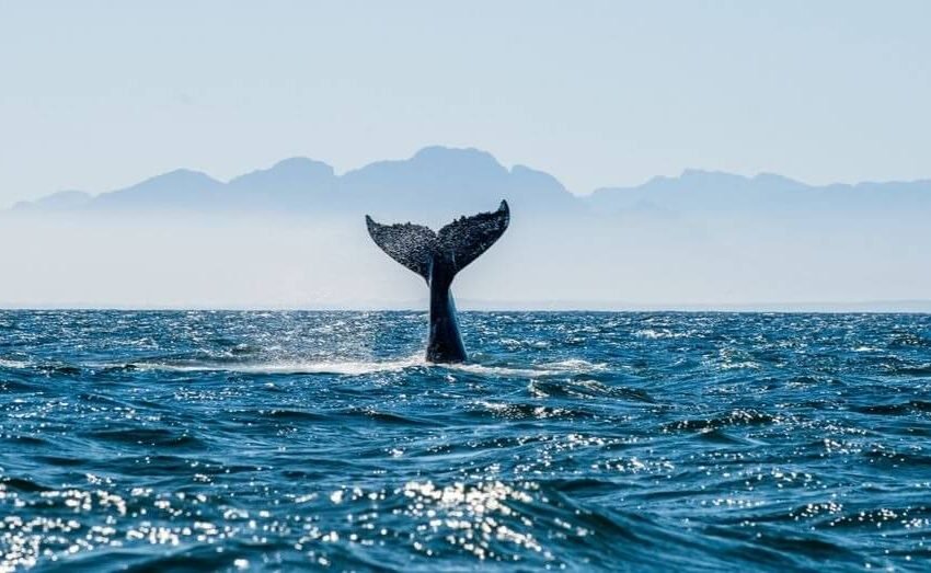  Ethereum falls below $2.6k as whales dump ETH