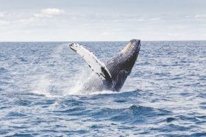  Whale doubles down on SOL as traders eye Bitcoin Dogs