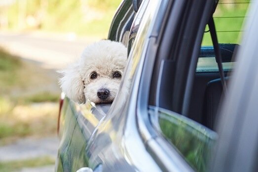  Crypto price crash sends investors flocking to Poodlana (POODL) presale, 9 days to go