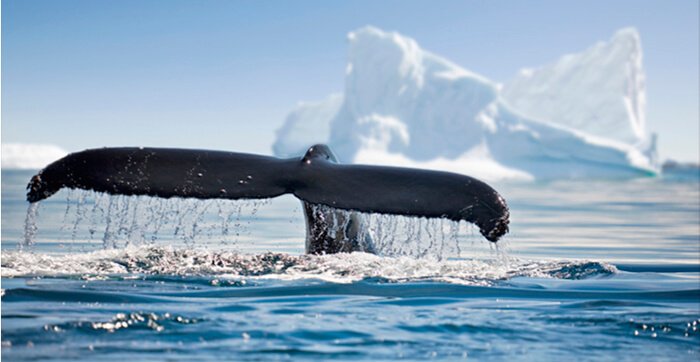  Whale dumps $3 million worth of INJ and buys LDO