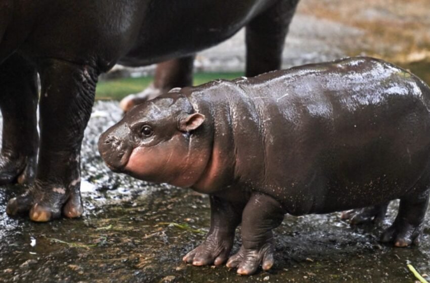  Adorable Baby Hippo Inspires Moo Deng Token — Soars 1,398% in a Week