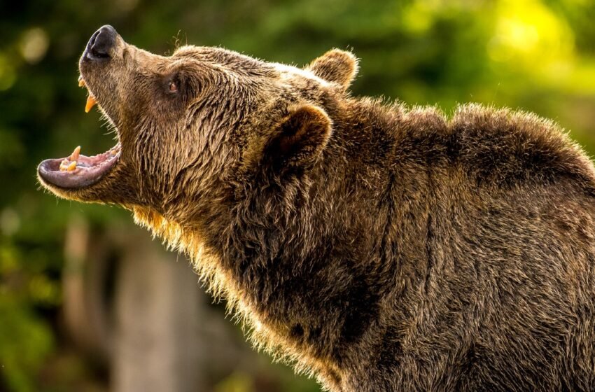  Crypto Bloodbath: $581M in Derivatives Liquidated Amid Bitcoin’s Fall