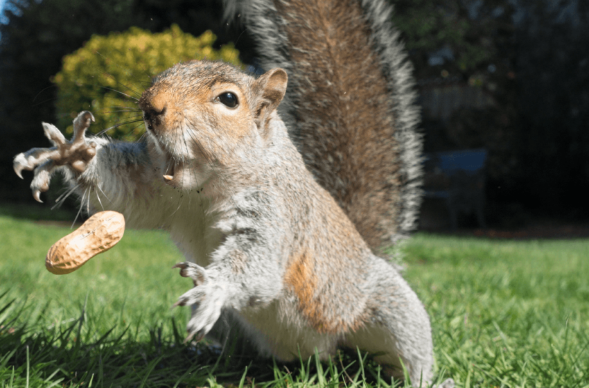  Is the Owner of Peanut the Squirrel a Serial Memecoin Opportunist?