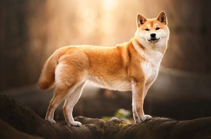  Meme Coins in the Crosshairs: US Government Moves 54 Billion SHIB