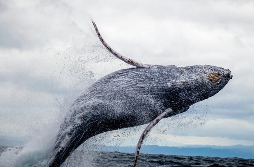  ​​Whale Awakens: $257M in Dormant Bitcoin Moves After 11-Year Hiatus