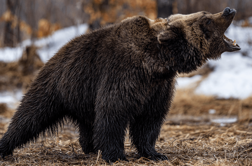  Bitcoin Price Watch: Bearish Momentum Dominates as $80K Support Levels Face Pressure