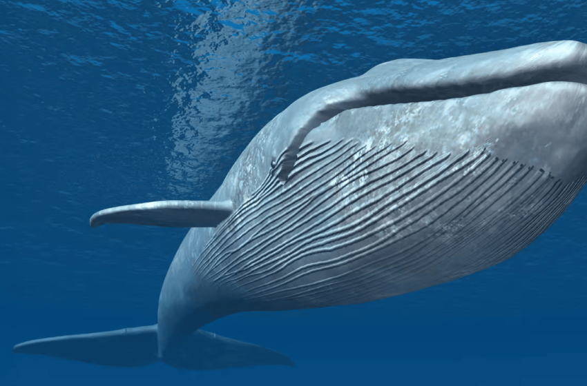  Whale Nets $1.6M Profit With 50x Leverage Amid Trump’s Crypto Reserve Announcement