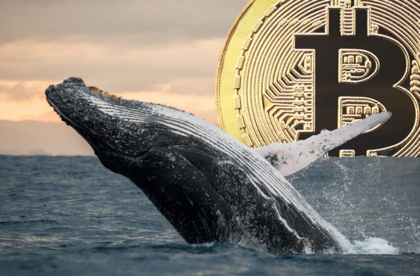  Cryptoquant Report Flags Stalled Whale Accumulation, Miner Pressure Hits Bitcoin