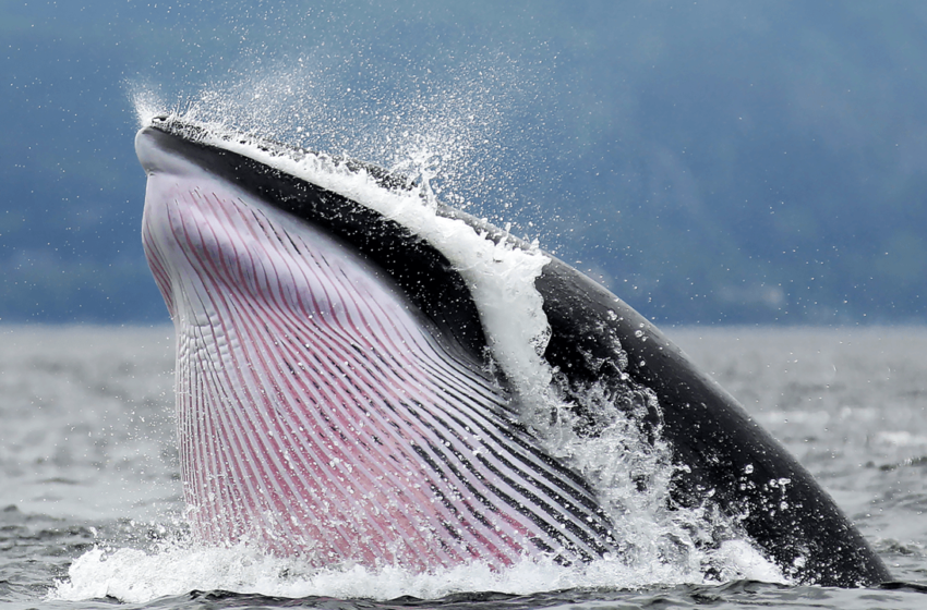  Inside the Crypto Whale Games: How Liquidation Hunting Targets Leveraged Traders