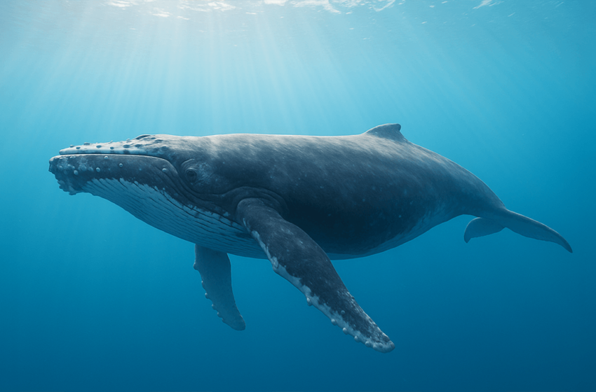  Fourth of July Whale Consolidates 40,000 BTC Into One Address — What’s Next for Billions in Bitcoin?