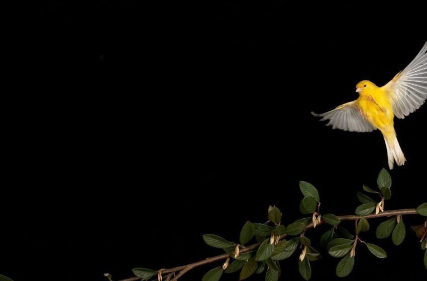  Canary Capital’s McClurg Sees Bitcoin Soaring to $150K Before Inevitable Downturn