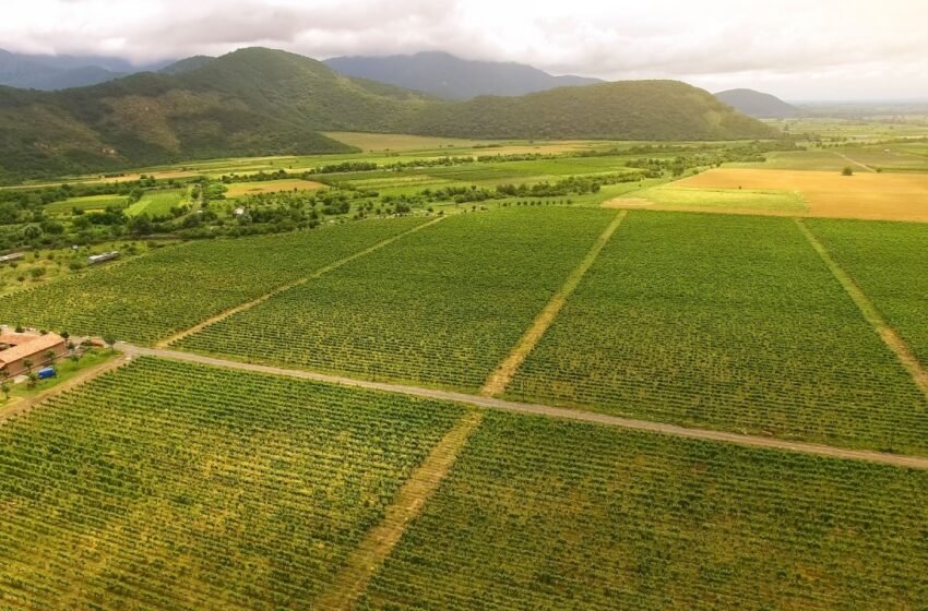  Georgia Secures $100M Partnership to Advance Tokenized Real‑World Asset (RWA) Agriculture