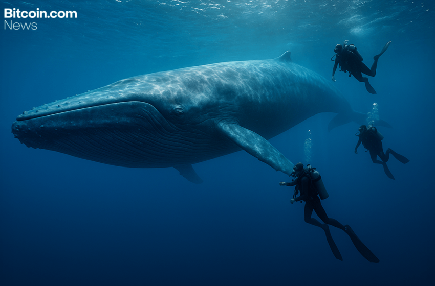 Bitcoin Whale’s $300M Transfer Sparks Speculation After Kraken Hot Wallet Transaction Goes Viral