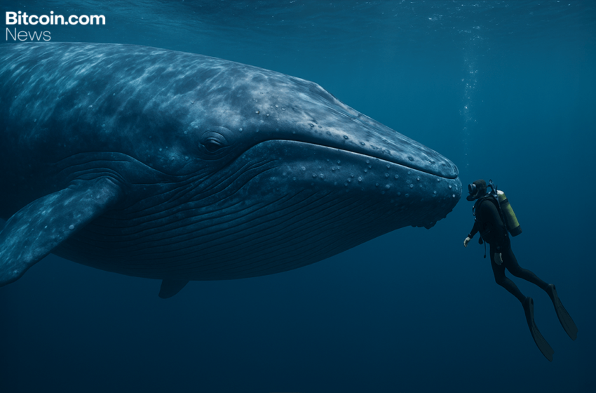  Ancient Bitcoin Awakens: 2011 Wallet Shifts 4,000 BTC After 14 Years of Silence