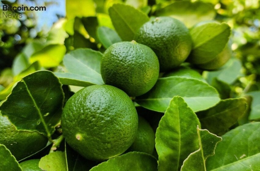 Crypto Investments Get Red Hot in Argentina: Lemon Raises $20M to Bankroll Latam Expansion