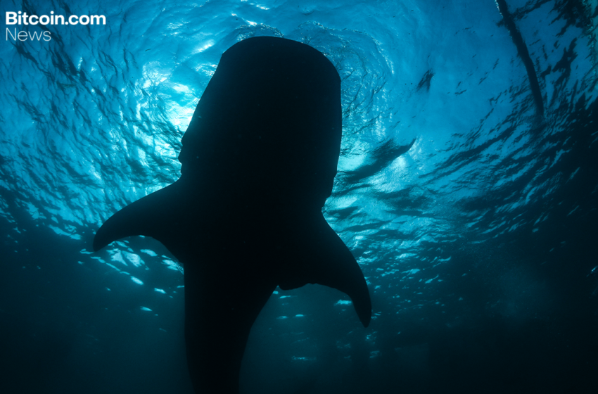  Onchain Analyst: Long-Sleeping Bitcoin Whale Resurfaces, Shifting 2,300 BTC to Paxos Wallet