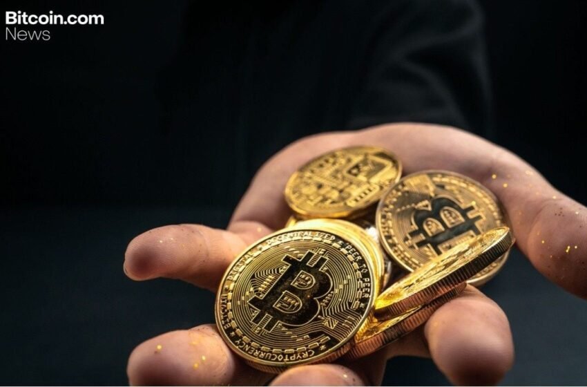  Legacy Wallets Drive Bitcoin’s November Pullback