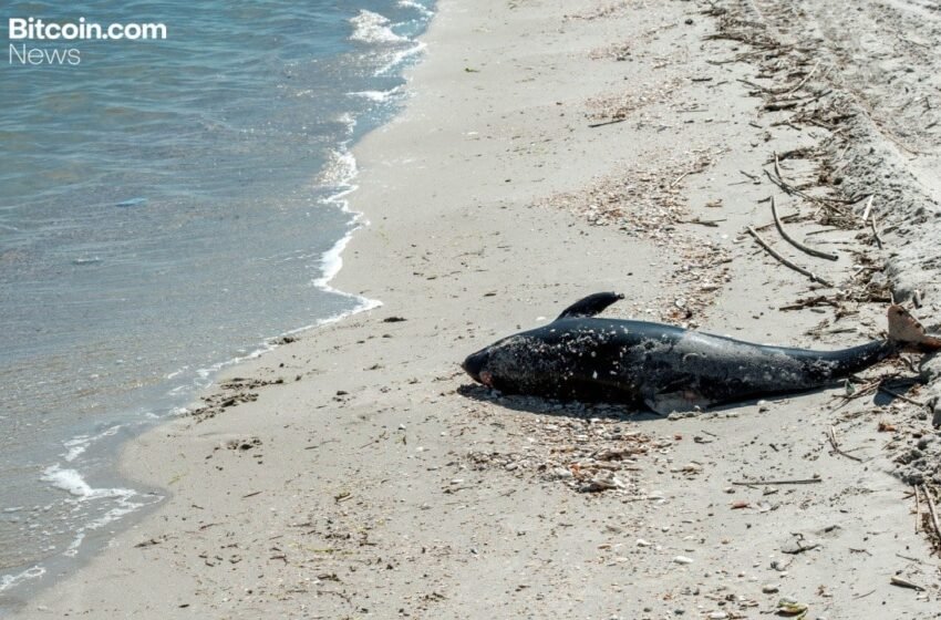  Aqua Wallet Suspends Dolphin Card Program After Provider Issue