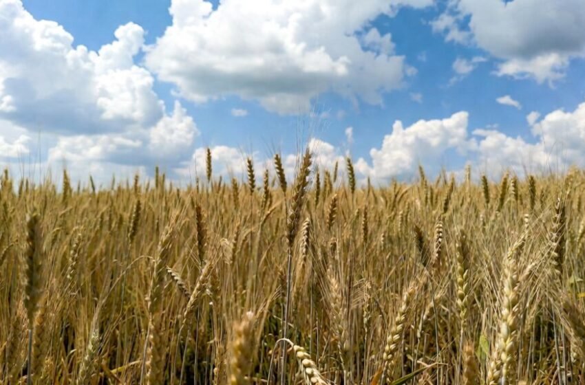  Kansas crop woes fuel wheat rally ahead of USDA winter acreage estimate