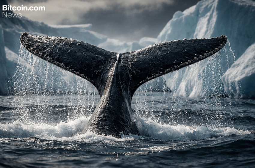  Bitcoin Whale Last Active in 2014 Executes Five-Transaction Move Totaling 500 BTC – Crypto News Bitcoin News