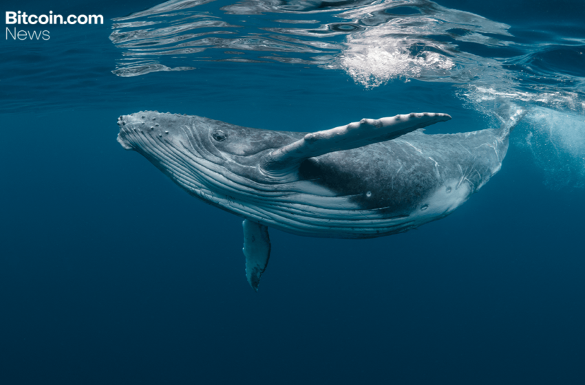  2013 Bitcoin Whale Wallet Transfers 500 BTC After 12 Years of Dormancy