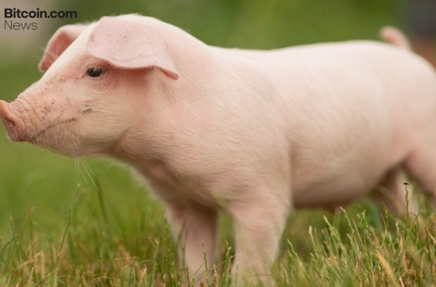  China Confirms Participation in ‘First of Its Kind’ Anti-Pig Butchering Operation