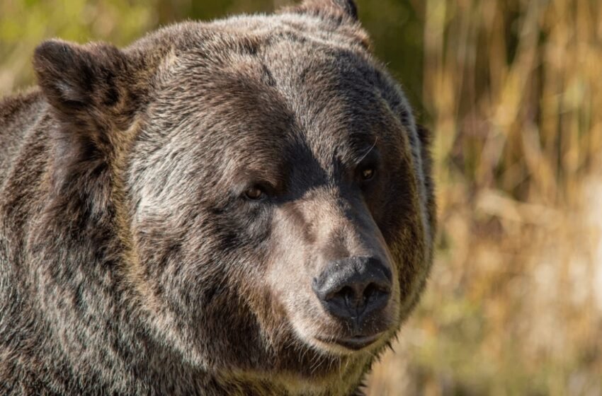  Grayscale Sees 2 Paths out of Bitcoin Bear Market as Key Catalysts Near