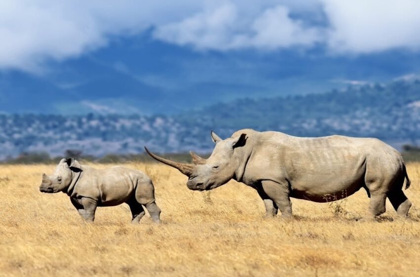  Safaricom Teams With Chainalysis as AI Hunts Payments Linked to Illegal Wildlife Trade
