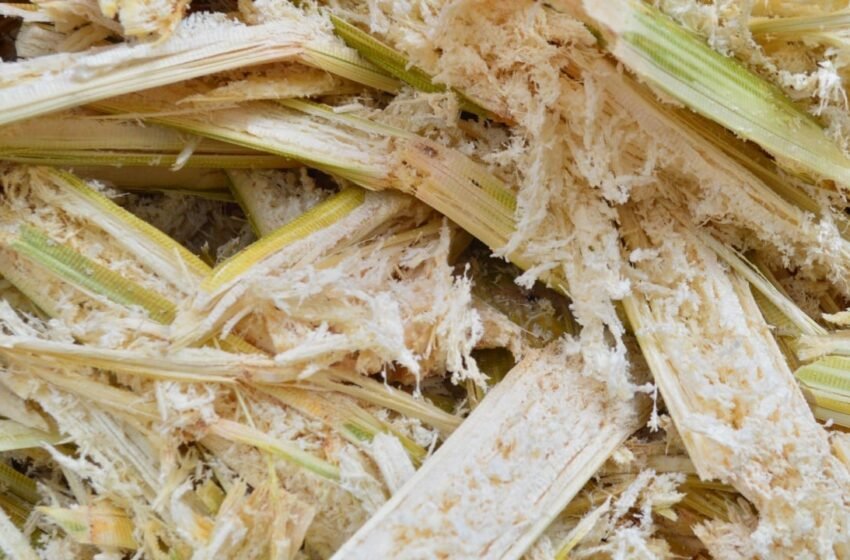  Sugarcane-Powered Bitcoin Mine to Launch in Brazil With Tether Backing