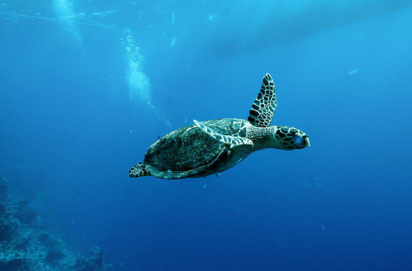  China Warns of ‘Spy Turtles’ Fitted With Sensors in Its Territorial Waters