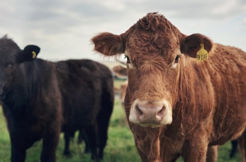 How Tokenized Cows Are Revolutionizing Agricultural Finance in Brazil – Bitcoin News