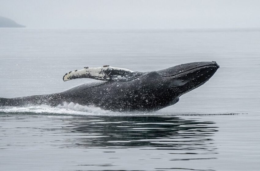  Ethereum Whale Capitulates After 3 Years, Losses Top $19 Million